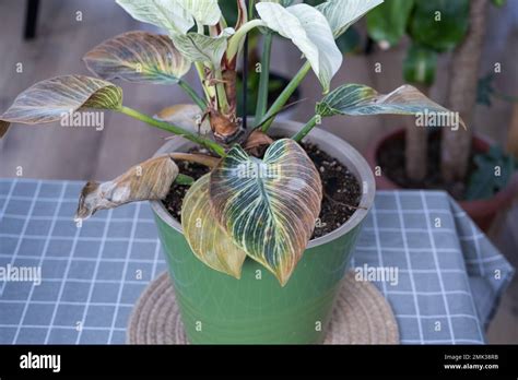philodendron problems|Flora .